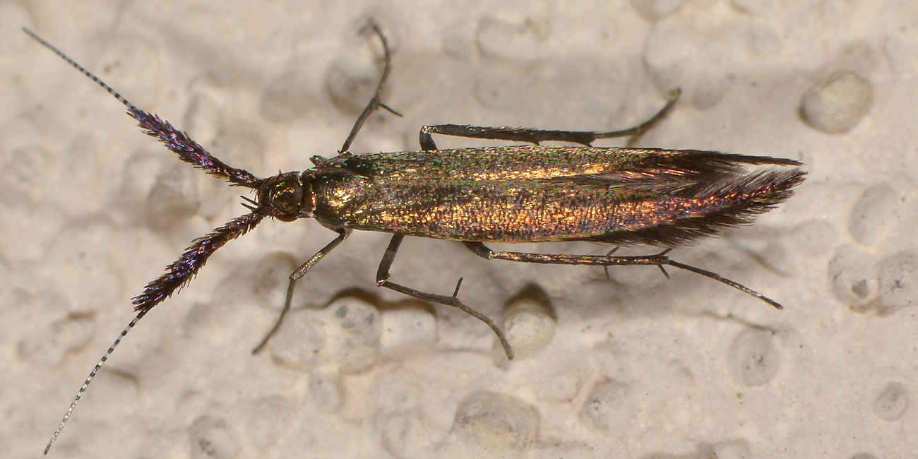 Da determinare - Coleophora sp., Coleophoridae